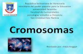 los cromosomas AM