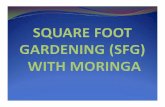 Square foot gardening_with_moringa