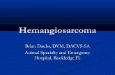 Hemangiosarcoma daubs aseh