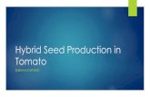 Hybrid Seed Production of Tomato