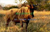 Wildebeest by Joseph