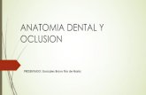 Anatomia dental y oclusion