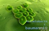 Mtalib   baumannii acinetobacter 2