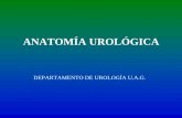 Anatoma urolgica1-1233026622016413-3