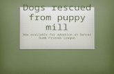 Dogs rescued from puppy mill