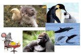 Collage de los animales.