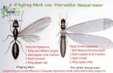 Visually Comparing Flying Termites to Ants. Chesapeake, Norfolk, Suffolk, Newport News, Virginia Beach, VA