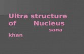 ultra structure of nucleus