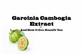 Garcinia cambogia extract - Helps You Lose Weight?