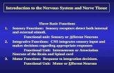 Introduction to the nervous system and nerve tissue[1]