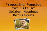 Preparing puppies for life at golden meadows retrievers