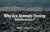 Peter Getty: Why Are Animals Fleeing Waterways