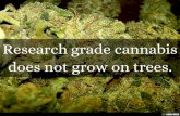 Research grade cannabis does not grow on trees.