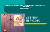 Sistema Nervioso 2brec okey (UNEFM)