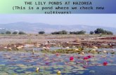 Hazorea Waterlilies