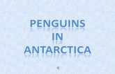 Antartica penguins in_antarctica_pos