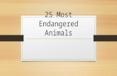 25 most endangered animals powerpoint