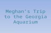 Meghan’S Trip To The Georgia Aquarium