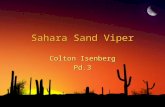 Sahara Sand Viper