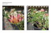 Trifolium fucatum   web show