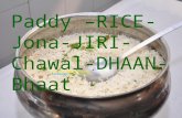 PADDY -Rice-Dhan-JONA-Jiri- Package of Practices India