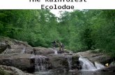 The Rainforest Ecolodge