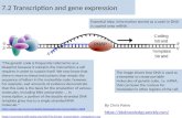 BioKnowledgy 7.2 transcription and gene expression (AHL)