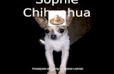 Sophie chihuahua