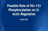 Possible Role of His-133 Phosphorylation on G-Actin Regulation