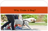 Why train a dog ?
