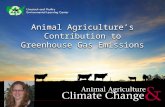Animal Agriculture's Contribution to Greenhouse Gas Emissions