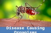 Disease Causing Organisms