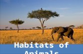 Habitats of Animals