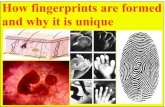 Why do we have fingerprint and why it is unique