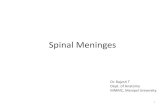 Spinal meninges