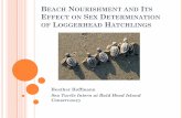 Beach Nourishment and its Effect on Sex Determination of Loggerhead Hatchlings