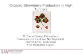 Organic Strawberry Production in High Tunnels