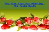Top five tips for planting the tulip bulbs