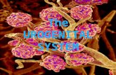 The Urogenital System