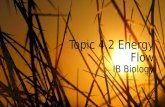 DP Bio Topic 4-2 Energy Flow
