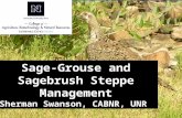 Sage-Grouse and Sagebrush Steppe Management