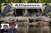 Titian's alligators