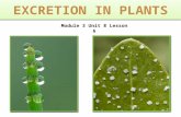 Biology M3 Excretion in Plants