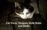Cat Trivia: Tongues, Belly rubs, and Blinks