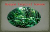 Bosque tropical húmedo.