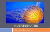 Invertebrates slideshow   wiki2
