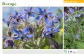 Edible Flower: Borage - Organic Gardening Guide