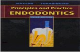 Endodontics torabinejad
