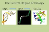 The central dogma