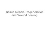 Tissue repair, regeneration and wound healing (1)